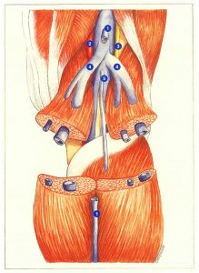 Figure 73. Veines jumelles et soléaire (après section des muscles jumeaux).