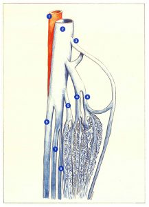 Figure 74. Réseaux veineux jumeaux et soléaires.