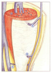 Figure 100. Various types of perforating veins in the leg (general diagram)