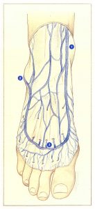 Figure 106: Réseau veineux du dos du pied.
