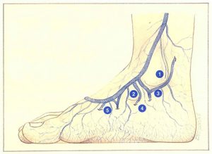 Figure 107. Veines perforantes de la face interne du pied.