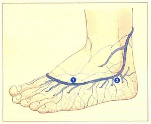 Figure 108. Veines perforantes de la face externe du pied.