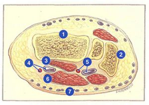 Figure 109. Les loges musculaires du pied et leurs veines.