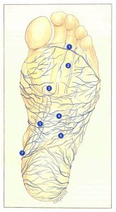 Figure 110: Semelle veineuse plantaire.