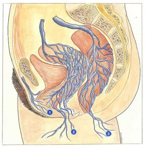 Figure 36. Anatomical origins of vulval, perineal and gluteal varices.