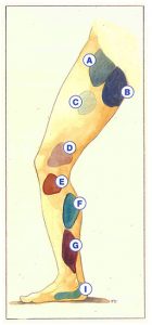 Figure 57: Principaux groupes de veines perforantes.