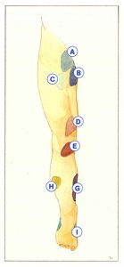 Figure 58. Main groups of perforating veins.