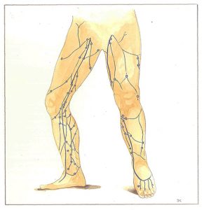 Figure 59: Perforating veins. General topography.