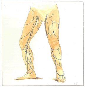 Figure 59: Veines perforantes. Topographie générale.