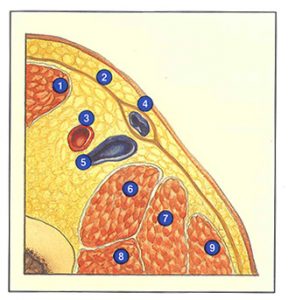 Figure 60A: Région inguinale (coupe transversale)