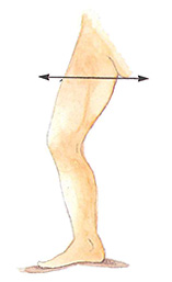 Inguinal region - Transverse section