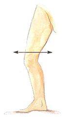 Femoral region – Transverse section