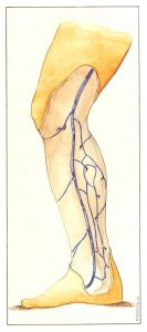 Figure 64: Perforating veins anastomosing with tributaries of the saphenous vein in the leg or on the calf plexus.