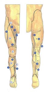 Figure 2: Régions anatomiques accessibles à l'examen clinique du territoire saphène interne
