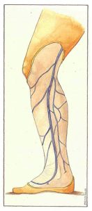 Figure 69. Veines collatérales distales du tronc saphène interne.
