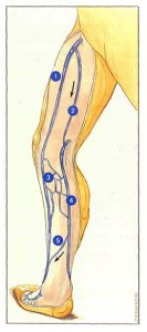 Figure 70. Intersaphenous communications.