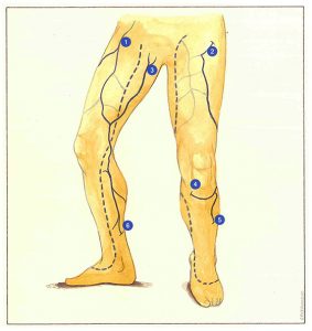 Figure 71. Abdominopelvic veins.