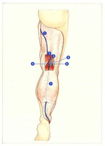 Figure 72. Short saphenous vein: general topography.